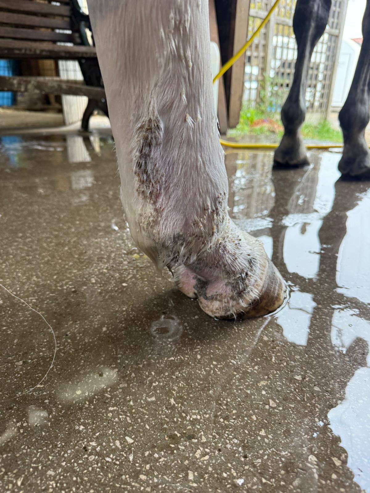 Mud Rash in Horses: Causes, Signs and How to Support Skin Recovery