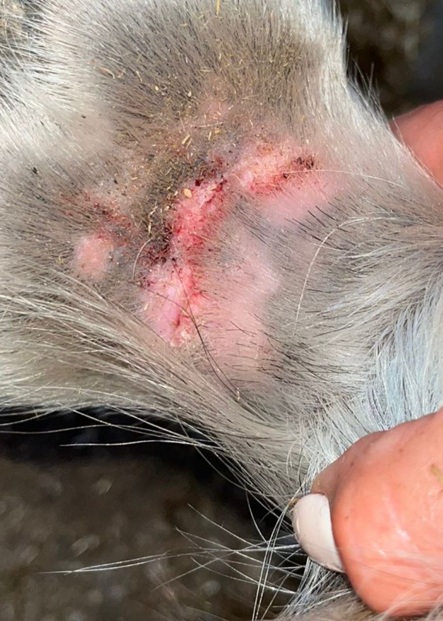 Cracked Heels in Horses: Causes, Care and Supporting Skin Recovery