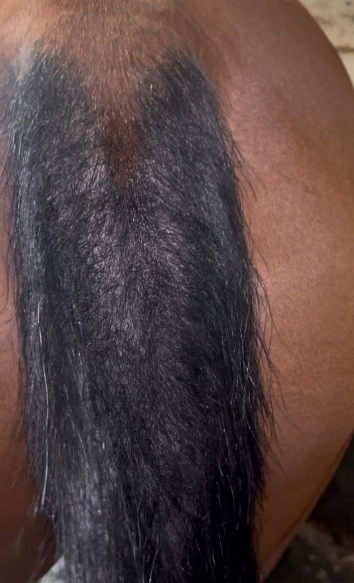 Sweet Itch in Horses: Understanding the Condition and How to Soothe Irritated Skin